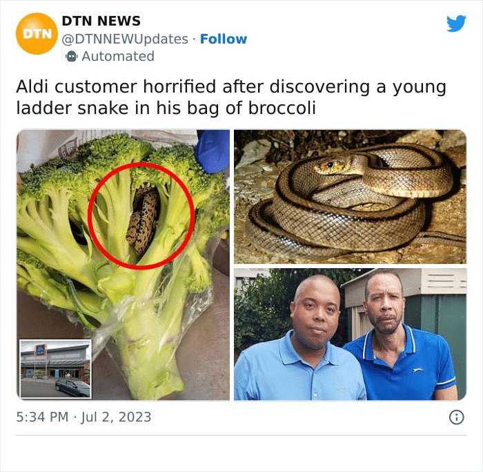 Man is Horrified to Find a Ladder Snake Inside a Bag of Broccoli He ...