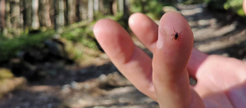 If you find a tick inside your home, here’s what you need to know