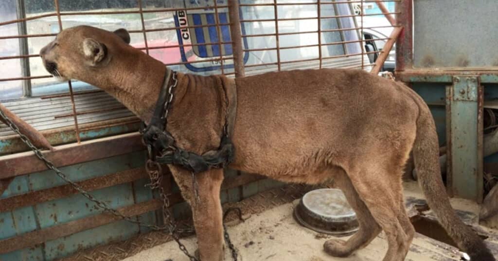 Circus lion was locked up for 20 long years, now watch his reaction when he’s released