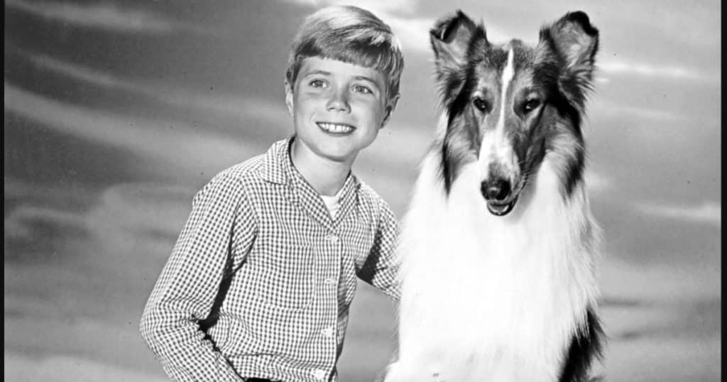 He Was Timmy on Lassie: The Remarkable Life and Career of Jon Provost. How does he look today?