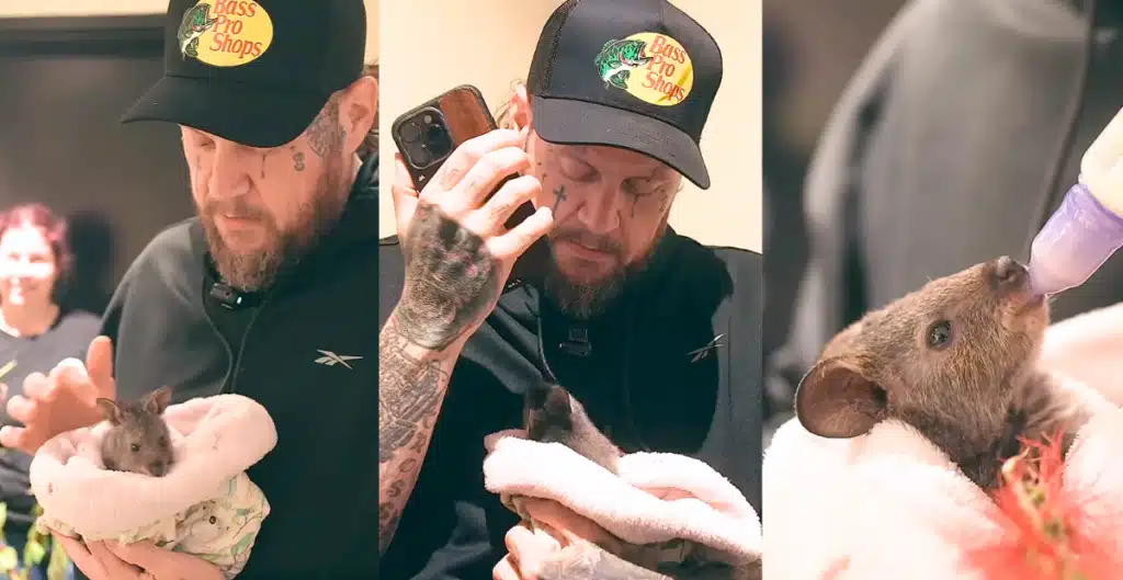 “I’m Fixing to Faint!” — Jelly Roll’s Emotional Encounter with a Rare Baby Quokka in Australia Leaves Fans Speechless!