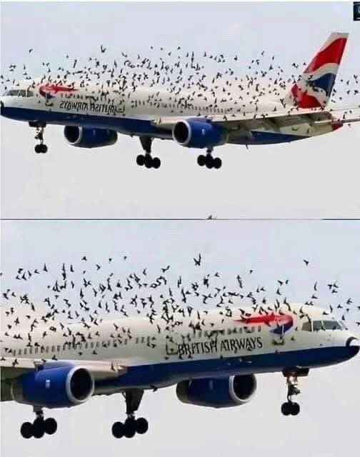 The Mind Blowing Reason This Terrified Pilot Burst Into Tears After An Emergency Landing Saved His Passengers From A Swarm Of Thousands Of Angry Birds –
