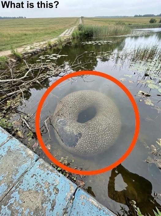 Found in an artificial lake