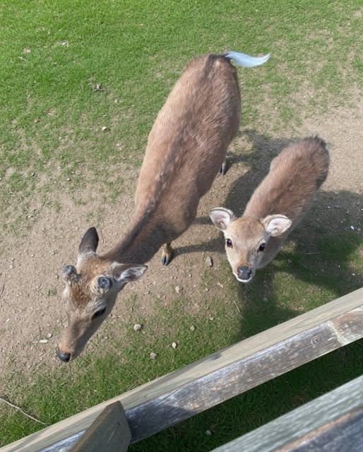 I THOUGHT THEY WERE JUST CURIOUS DEER—UNTIL I SAW WHAT THE LITTLE ONE WAS CARRYING