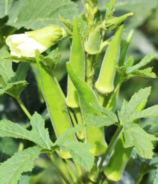Is Okra Good for People With Diabetes? Benefits, Risks, and How to Eat It Right