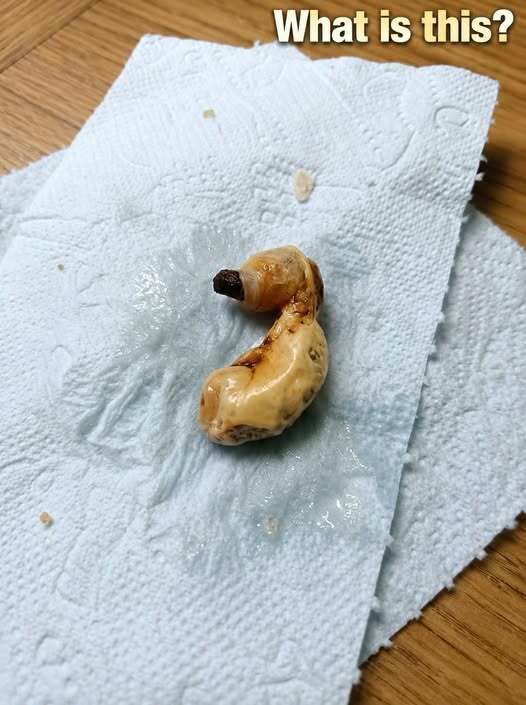 The Terrifying Mystery Beneath the Bed That Turned Out to Be a Simple Snack