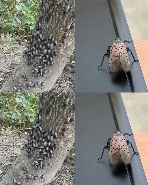 How to Identify and Manage the Invasive Spotted Lanternfly in Your Local Landscape