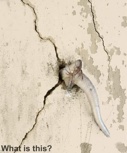 Finding Compassion Within the Walls: A Lesson in Overcoming Irrational Fear