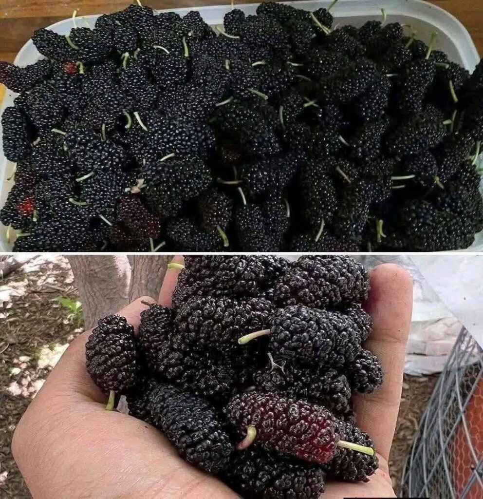 Have you ever tasted it? Do you know what itβs called? This seasonal fruit now improves eyesight and regulates blood pressure, but it should be eaten like this Full article in the first comment π¬ππ