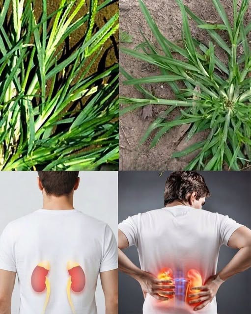 The Enduring Mystery of Goosegrass: Balancing Ancient Traditions With Modern Scientific Inquiry