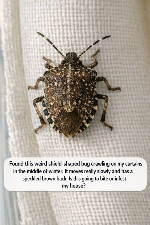 Understanding the Brown Marmorated Stink Bug: Why They Appear Indoors During the Cold Winter Months