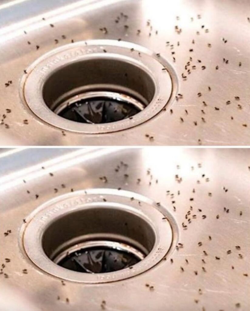 How To Get Rid Of Gnats