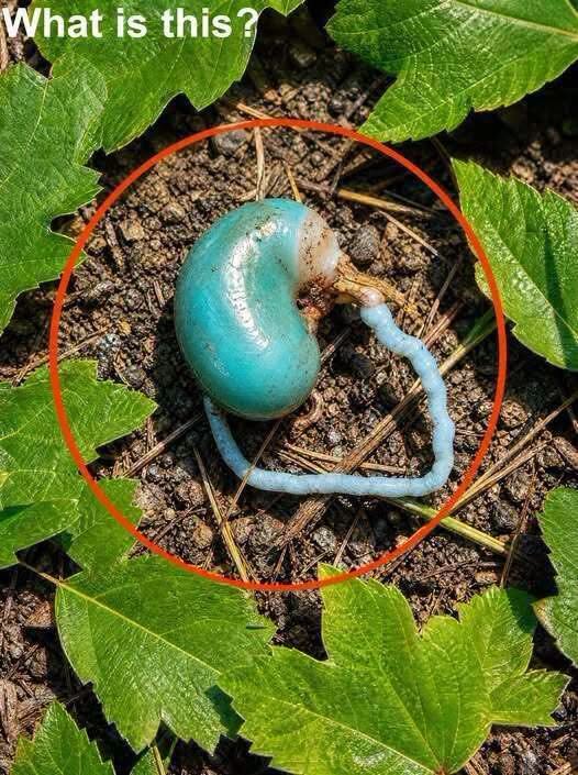 The Blue Enigma: Finding Wonder in the Quiet Corners of the Natural World