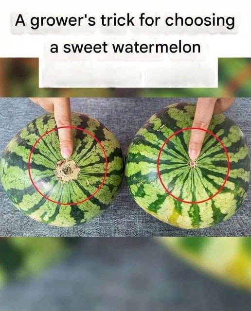The Reliable Guide to Selecting the Perfect Sweet and Juicy Watermelon Every Time