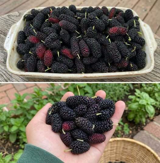 Understanding the Bilberry: Nutritional Insights and the Role of Antioxidants in Supporting Long-Term Wellness and Eye Health