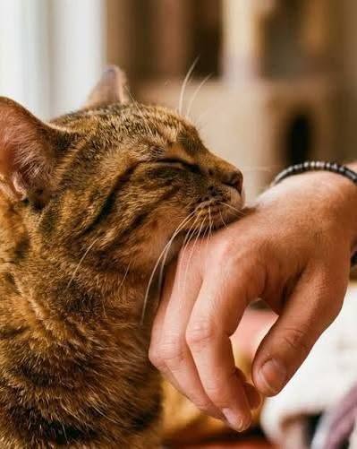 Deciphering the Silent Language of Feline Affection and Emotional Sensitivity
