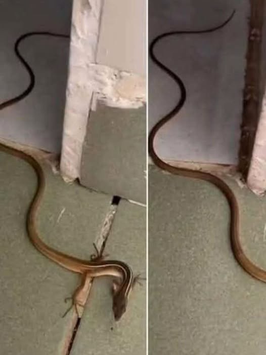 A Practical Guide to Safely Managing an Unexpected Snake Encounter Inside Your Home