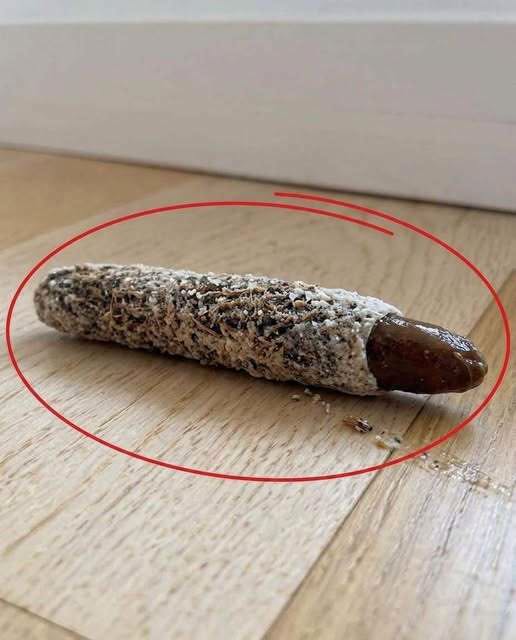 The Hidden Architect: Understanding the Mysterious Object Found on Your Bedroom Floor