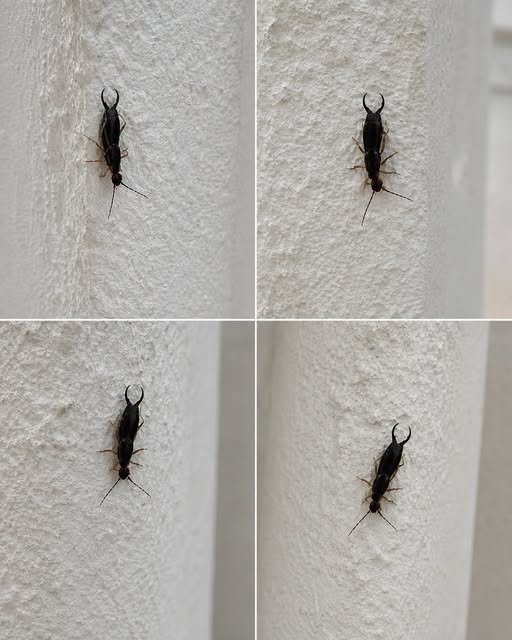 A Practical Guide to Identifying and Managing Household Insects for a Healthier Home Environment