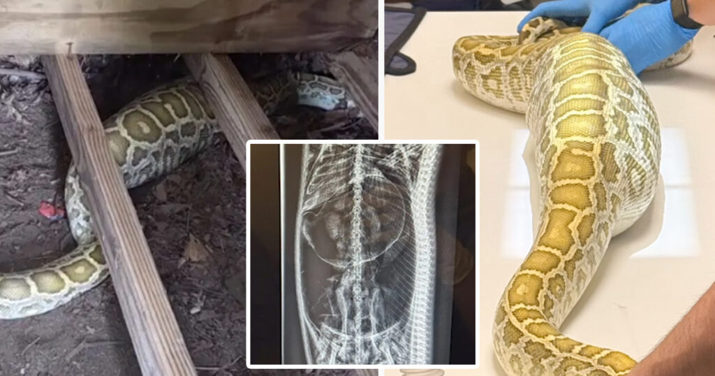 Massive python with swollen belly found under family’s shed — X-ray reveals its last meal