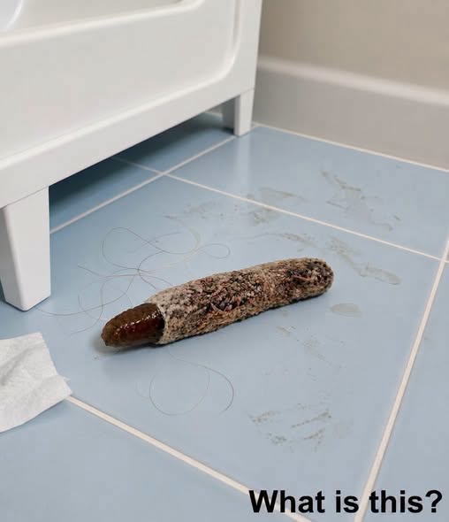 The Hidden Architect: Understanding the Case-Bearing Moth Larva in Your Home