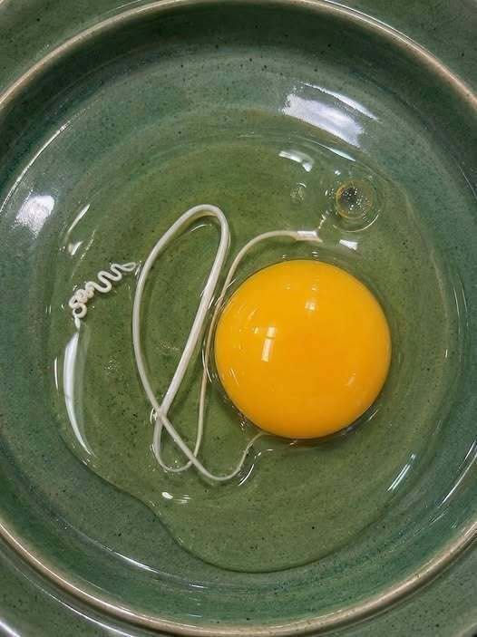 Understanding the Chalaza: Why That White Strand in Your Egg Is Actually a Sign of Freshness