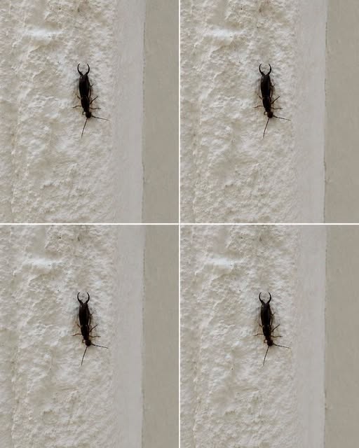 A Practical Guide to Identifying and Managing Common Household Insects and Preventing Future Infestations