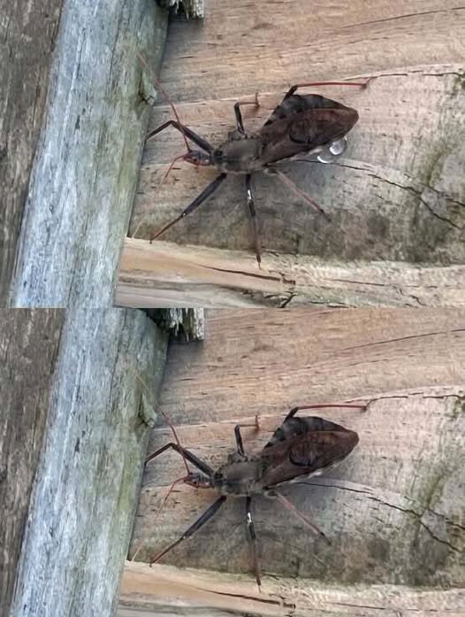 Understanding Assassin Bug Bites and Distinguishing Them From Disease-Carrying Triatomine Insects