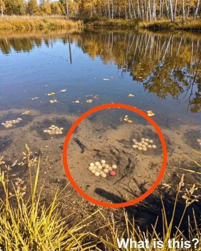 There is an artificial lake in our village