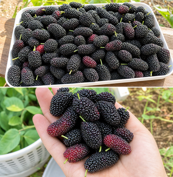 Those Aren’t Blackberries — Here’s How to Spot a Mulberry