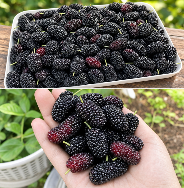 Those ‘Blackberries’ You Spotted Might Actually Be Mulberries
