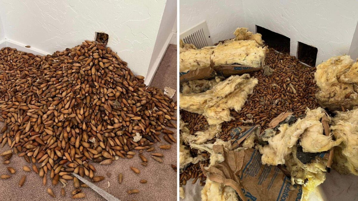 Im-peck-able hoarding: Woodpecker stores 700 pounds of acorns in walls of Calif. home - National | Globalnews.ca